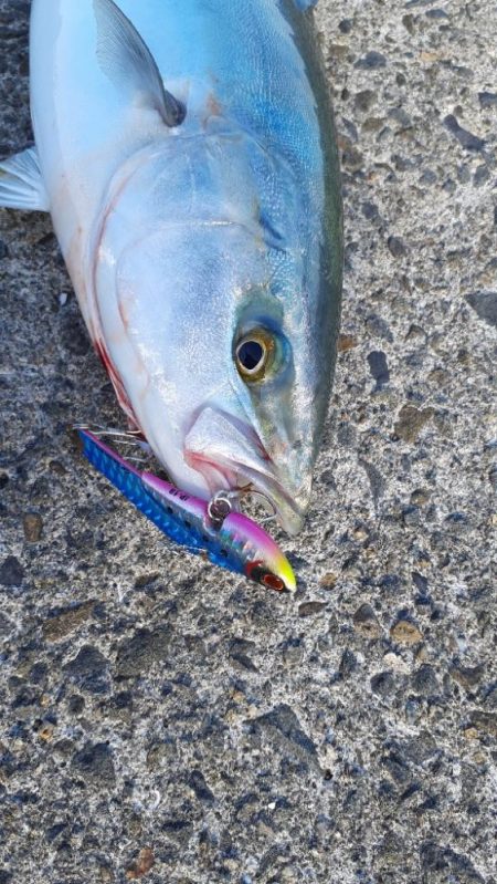 今日は岸和田ベイト凄い数