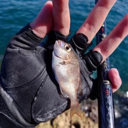 まだまだ夏の磯