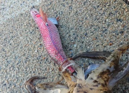 対馬エギング釣果