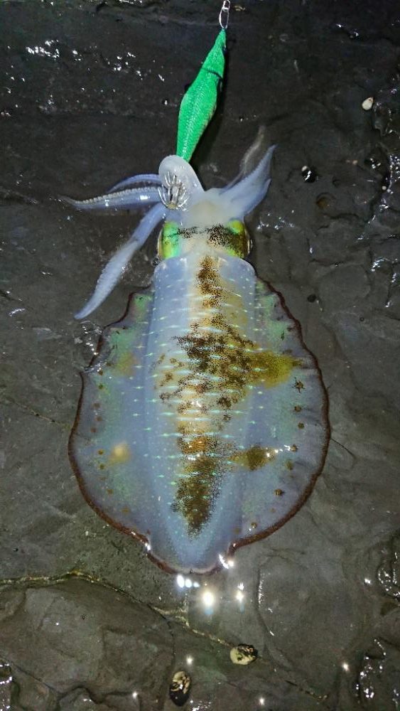 対馬エギング釣果