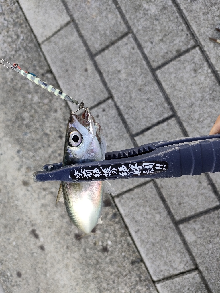 南港はサバだけ