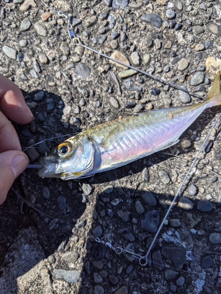上津浦似てキス釣り