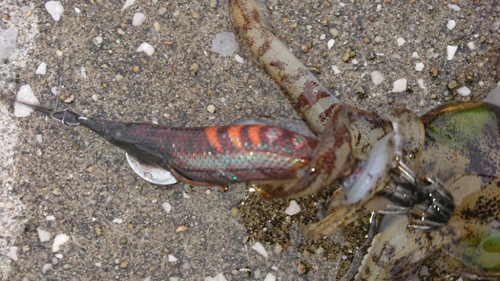 対馬エギング釣果