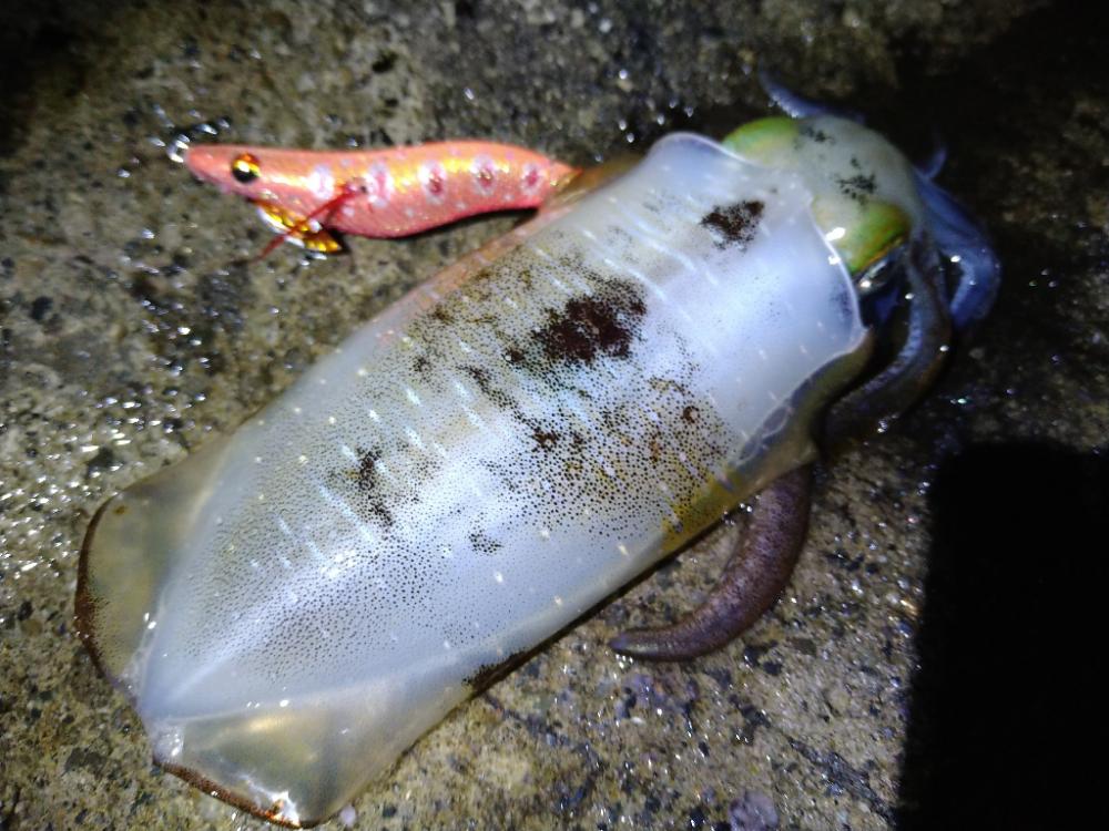 新月大潮でテンポ良く釣れました