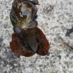 塩津～戸坂エギング