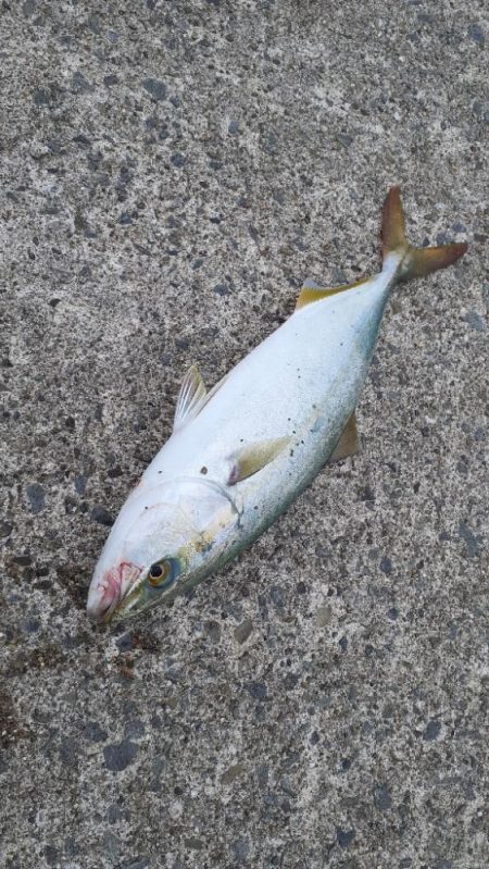 久々に青物釣れたよ～