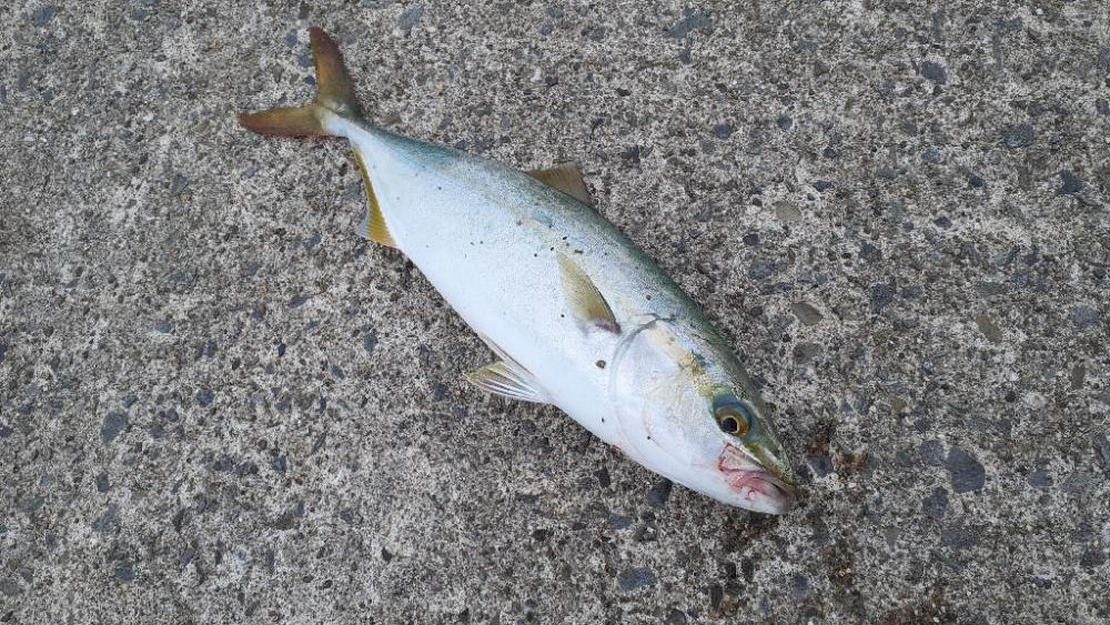 久々に青物釣れたよ～