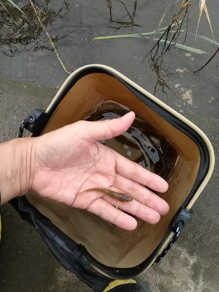 ハゼ釣りは楽し