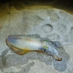 ちょこっとエギング