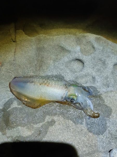 ちょこっとエギング