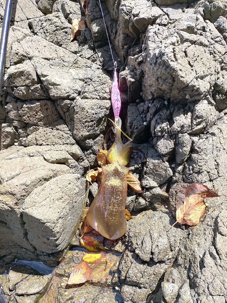 福井県釣行最終日