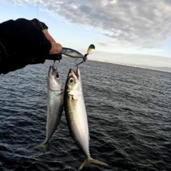 青物釣りたい(><)