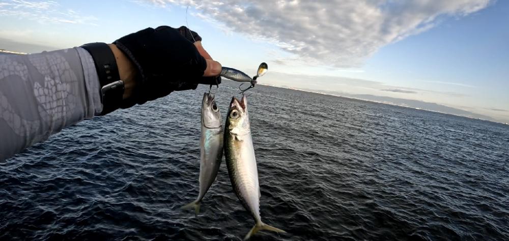 青物釣りたい(><)
