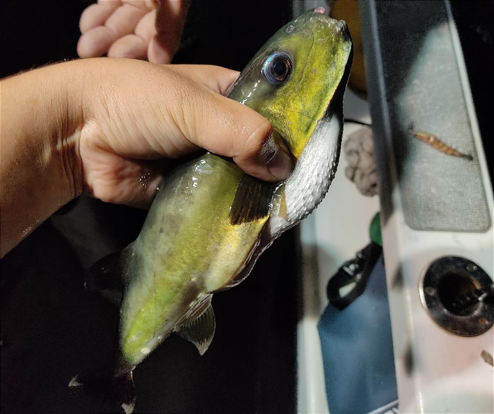 玄界灘イカメタルゲーム