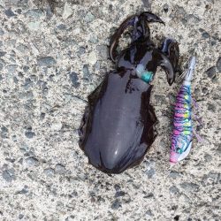 浜田の秋イカ。