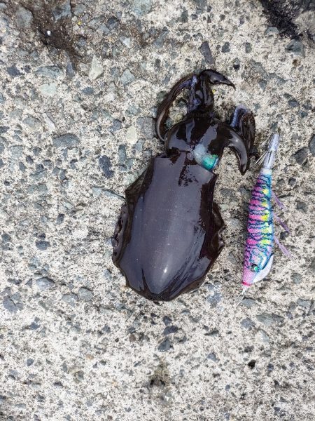 浜田の秋イカ。