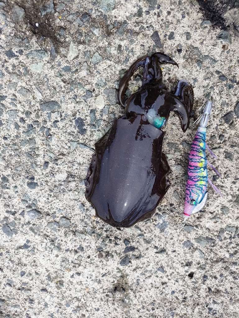 浜田の秋イカ。