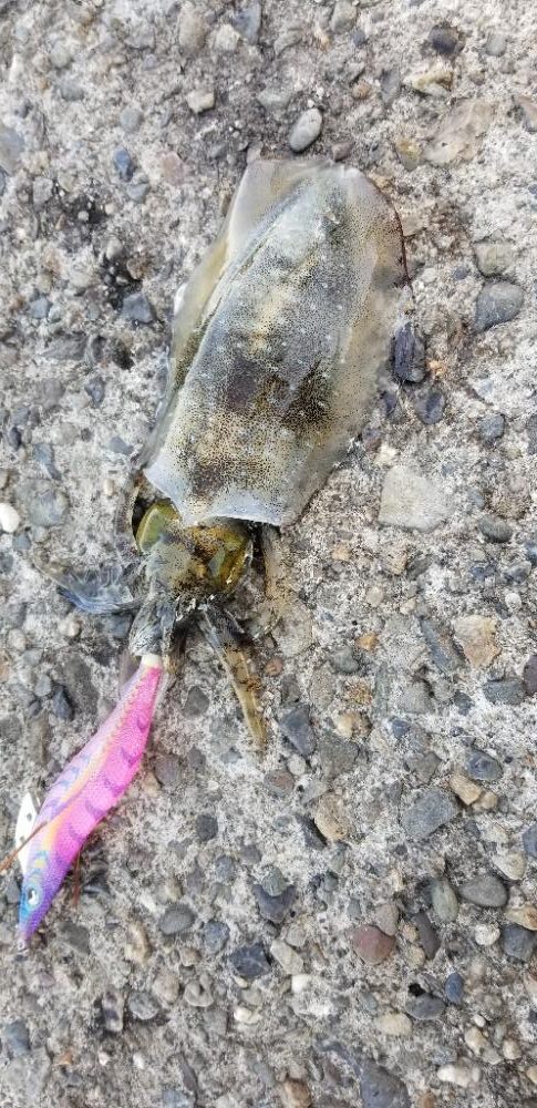 タチウオ・アオリイカ