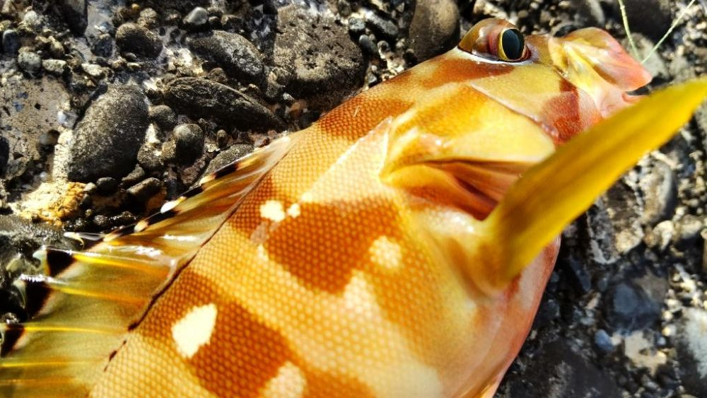 アジ探し@古座川周辺