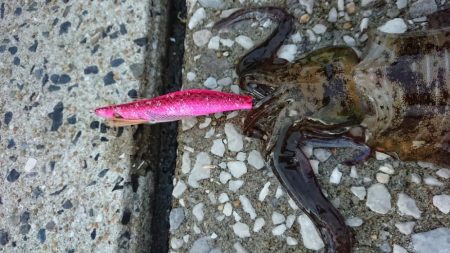 対馬エギング釣果