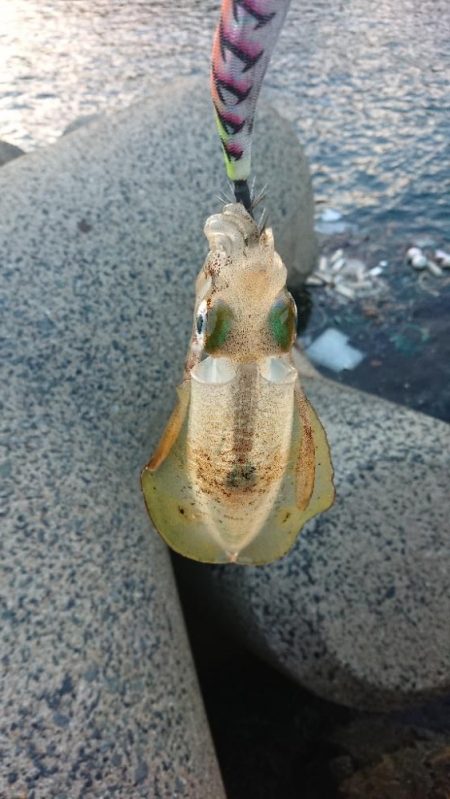 対馬エギング釣果