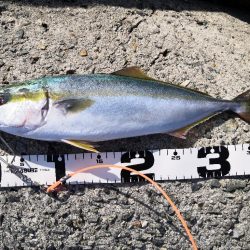 秋のショアジギング