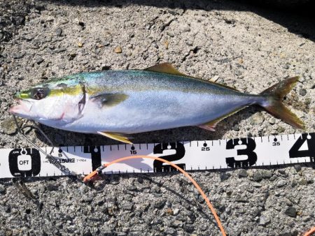 秋のショアジギング