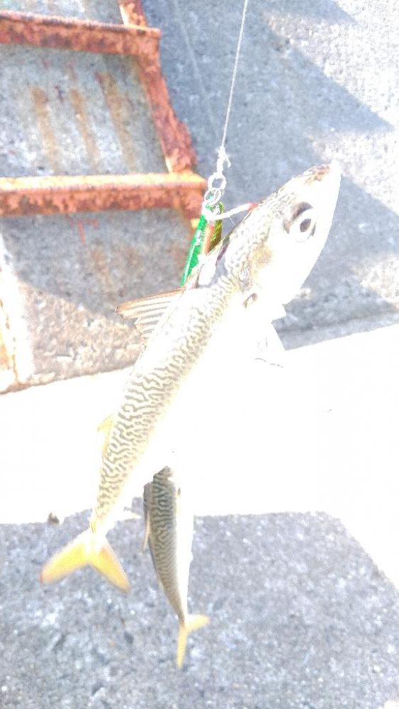 サワラリベンジパート２