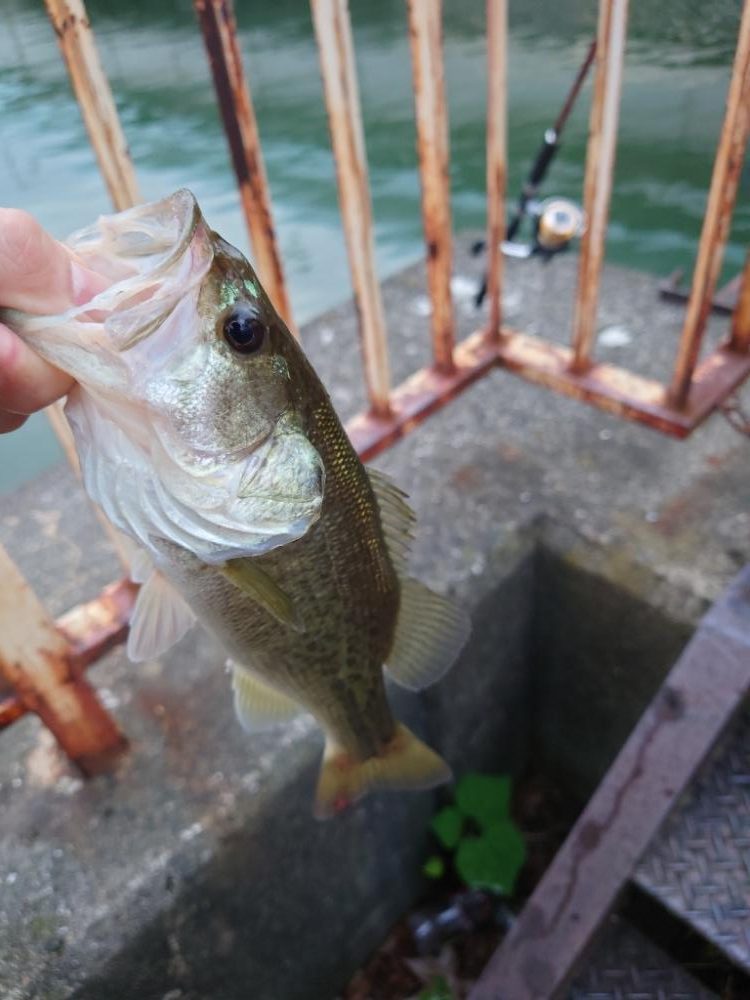 シーバスと思いきや