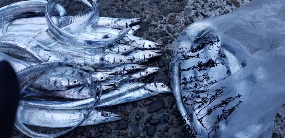 タチウオ大漁でーす！