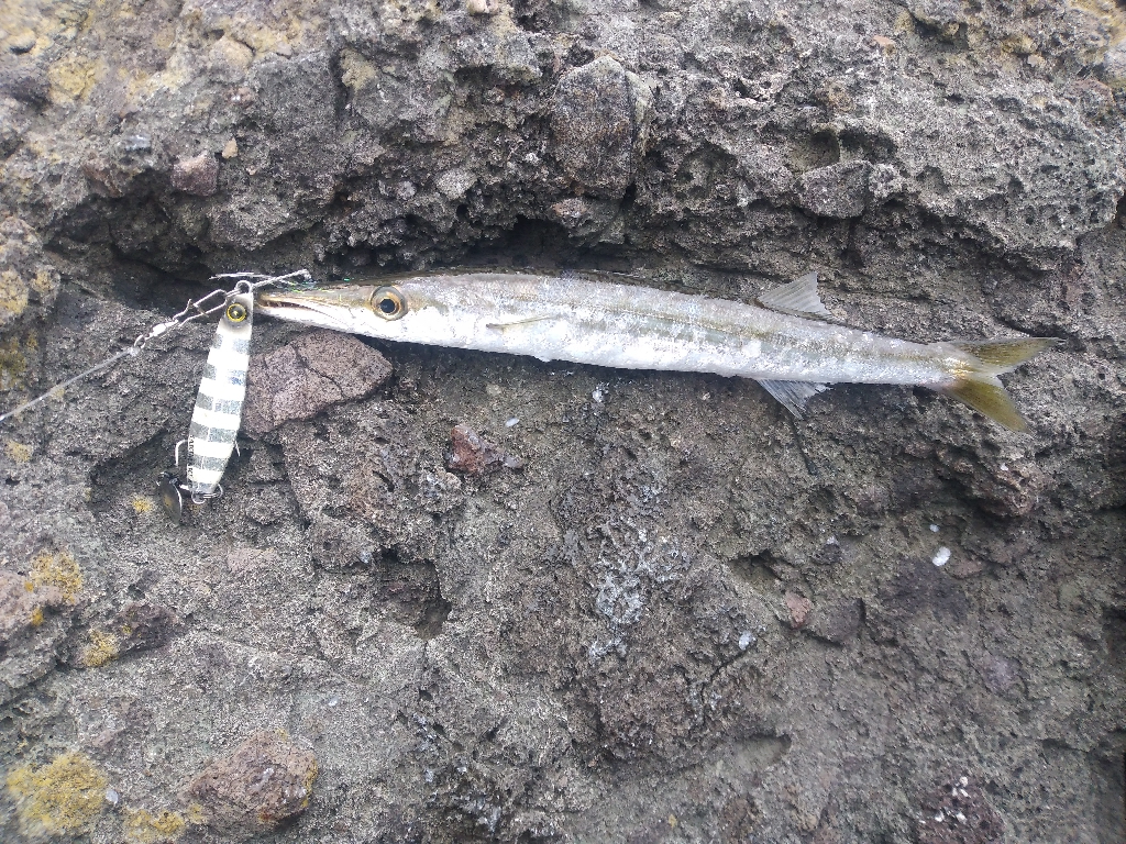 釣れるのはカマスばかり