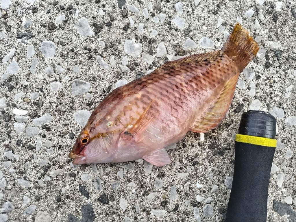 家族で魚種10目釣れました。
