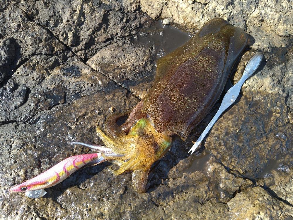 越前地磯で良型連発