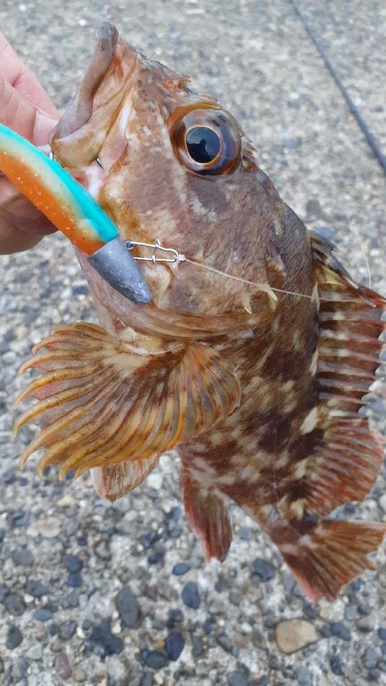 アコウ狙いがガシリングに…