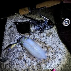 サイズ狙うと渋いけど(・×・)