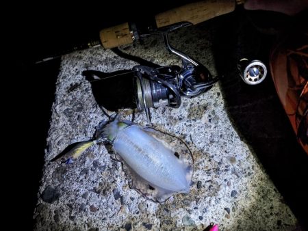 サイズ狙うと渋いけど(・×・)