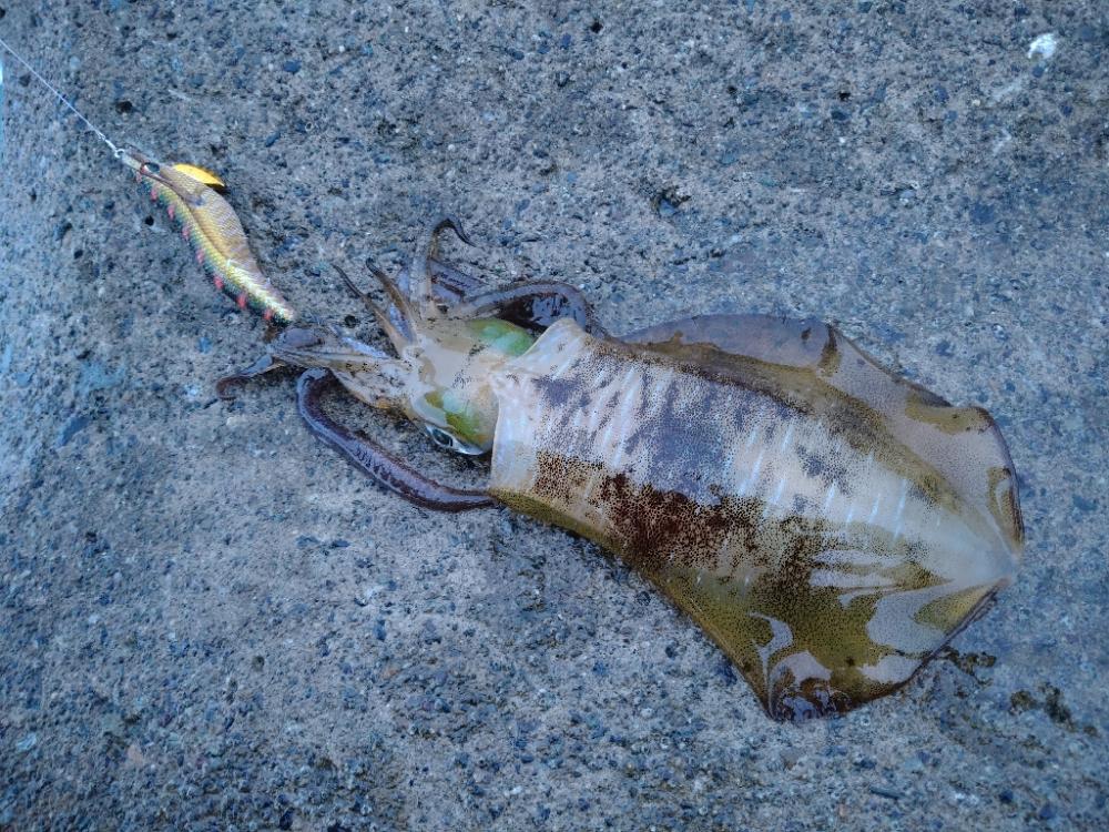 台風後のイカさん達