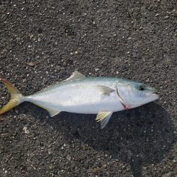 おはようツバス君！