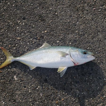 おはようツバス君！