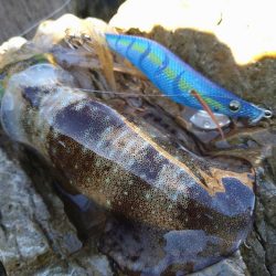 越前地磯の秋イカの様子