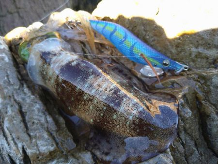 越前地磯の秋イカの様子