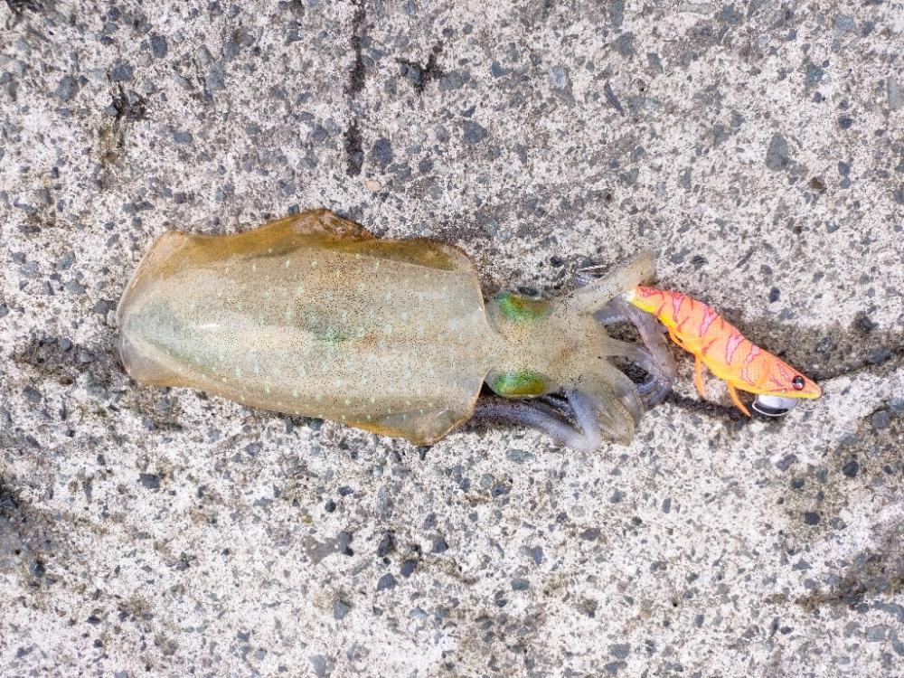 夕方から夜にかけてのエギング