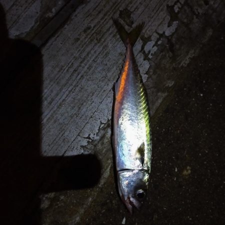 秋の朝練…君じゃないんだよなぁ