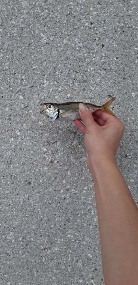 南港でカワハギ爆釣‼️台風の当日