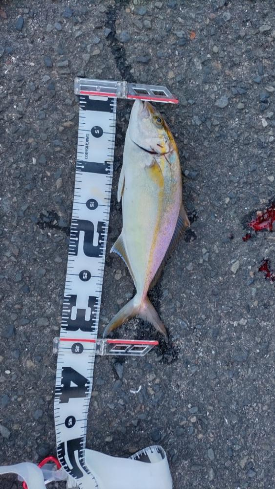 ショアジギング