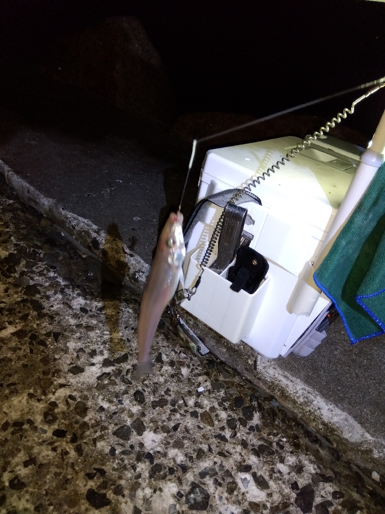 苅屋海岸のキス釣り