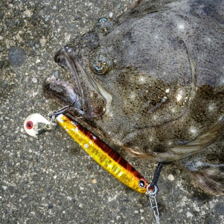 こんちはヒラメちゃん！