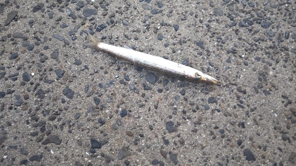 アジ探し@湯浅周辺