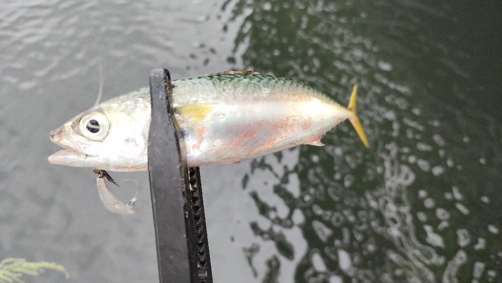 シーバスには相手にされず