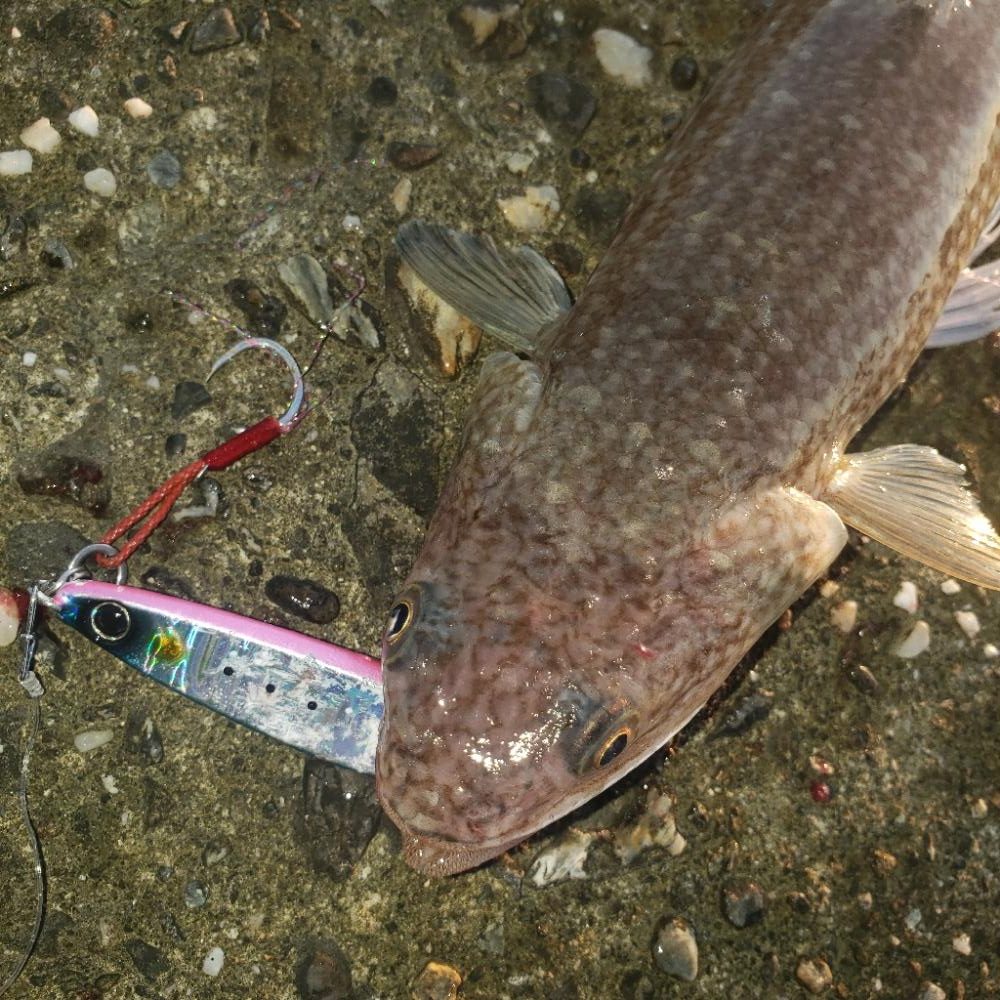 久しぶりのエラ洗い！